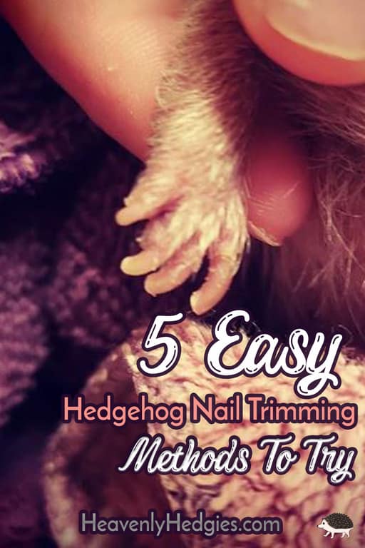 hedgehog nails need to be trimmed