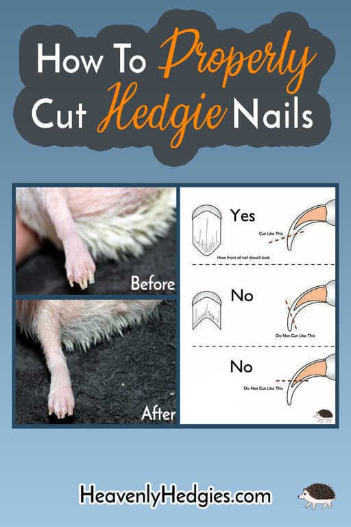 How to properly cut hedgeie nails