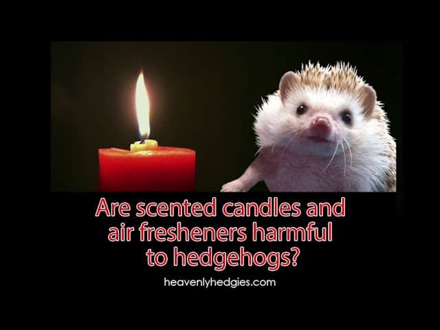 cover for are scented candles and air fresheners harmful to hedgehogs