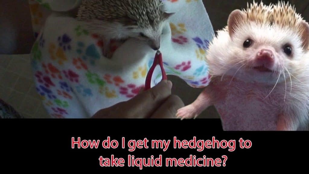 cover image for how do I get my hedgehog to take liquid medicine