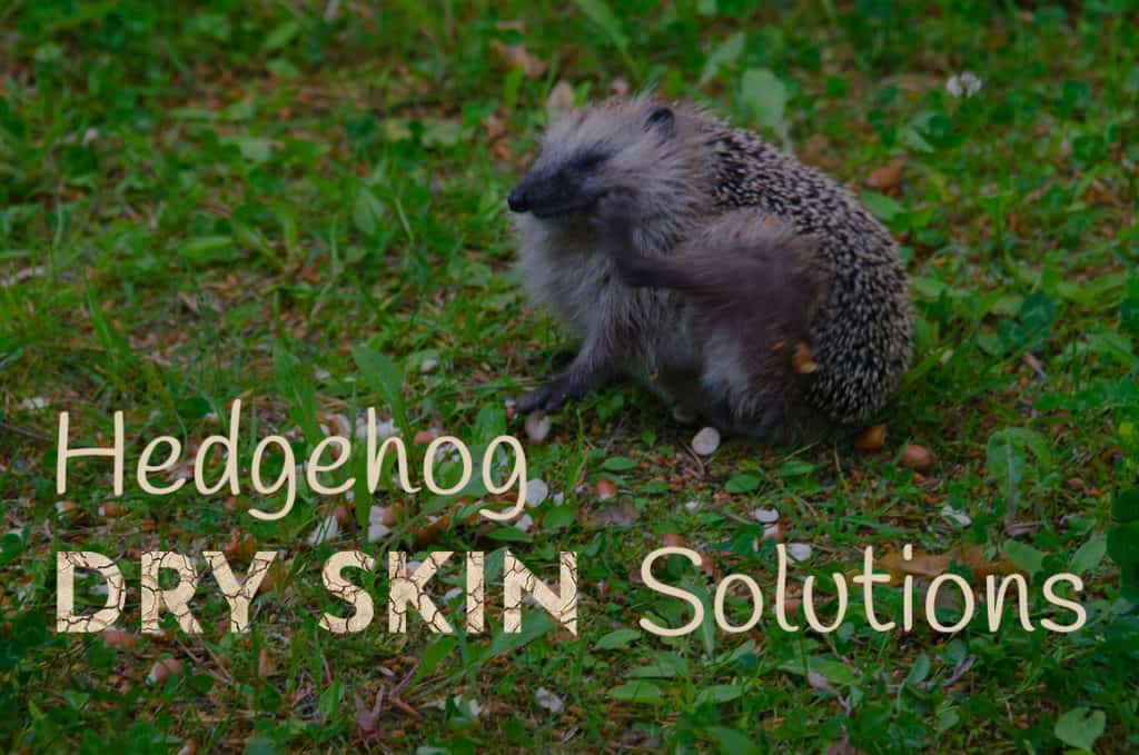 itchy hedgehog from dry skin