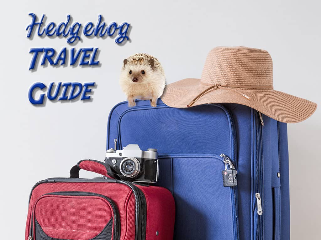 hedgehog travel guide