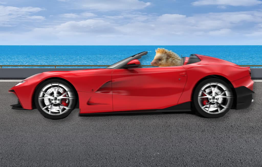 hedgehog traveling by car