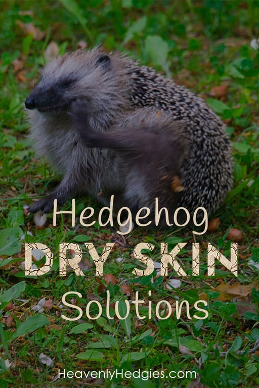 image of European hedgehog scratching