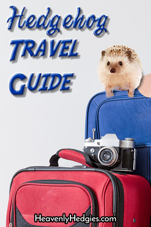 hedgehog ready to travel sitting atop luggage