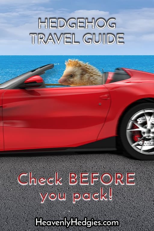 pet hedgehog traveling along a coastal highway