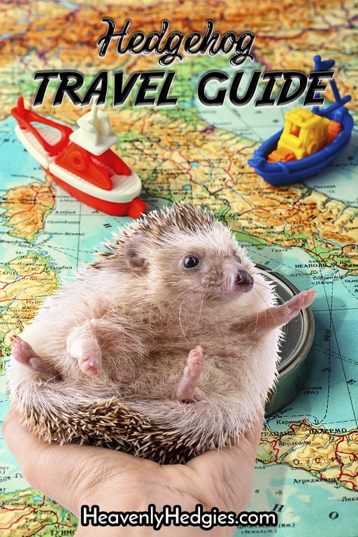 cute hedgehog sitting in a hand above a travel map pointing eastward