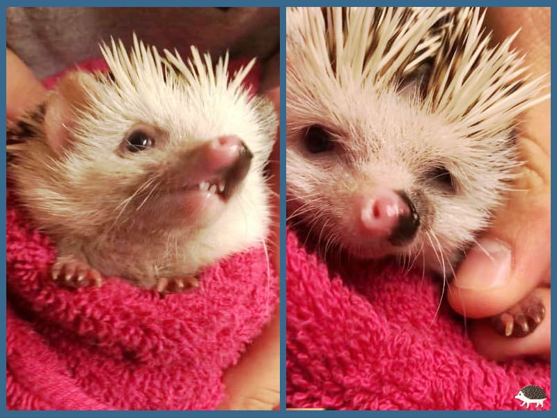 Creative hedgehog grooming is needed to get the job done!