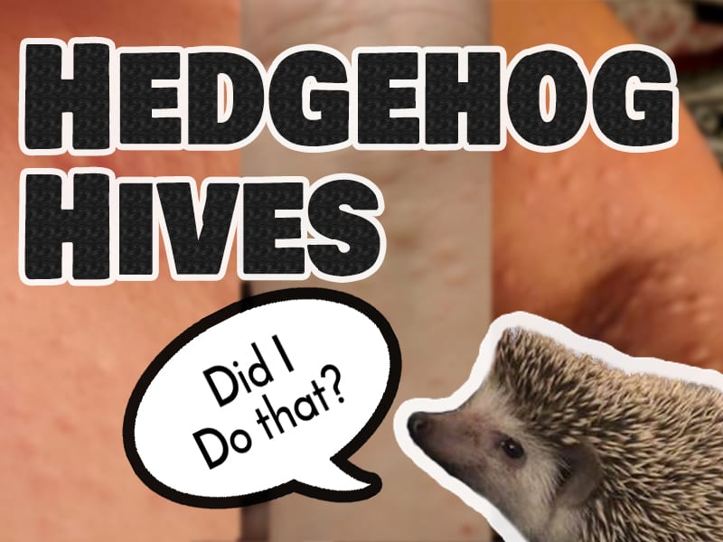 Hedgehog Hives Feature Image
