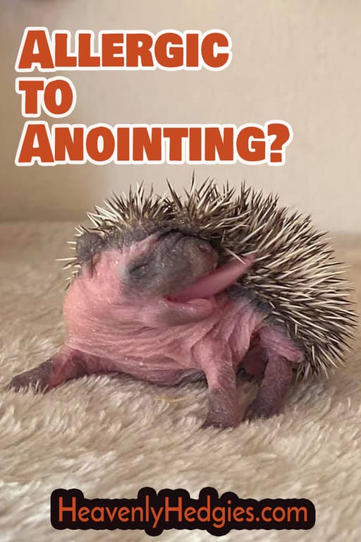 baby hedgie anointing