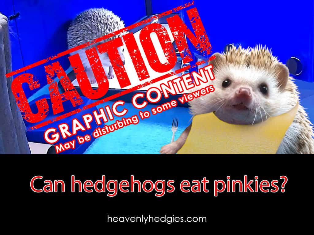 cover photo with caution verbiage for the Ask Quilly video where he answers, Can hedgehogs eat pinkies