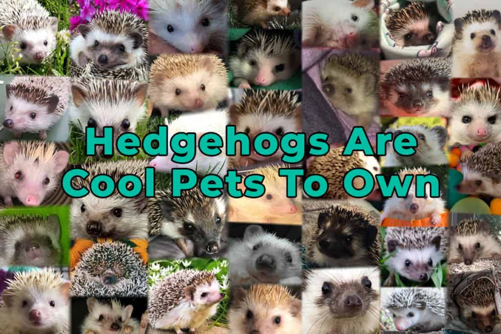 collage of hedgehog pictures showing that they are cool pets to own