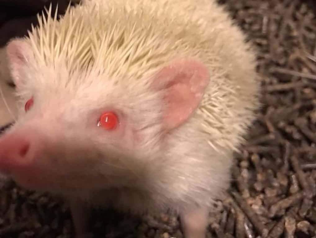 hedgehog sitting on paper pellet litter