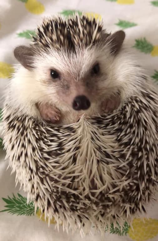 Jen Hartman's picture of hedgehogs are cool pets to own