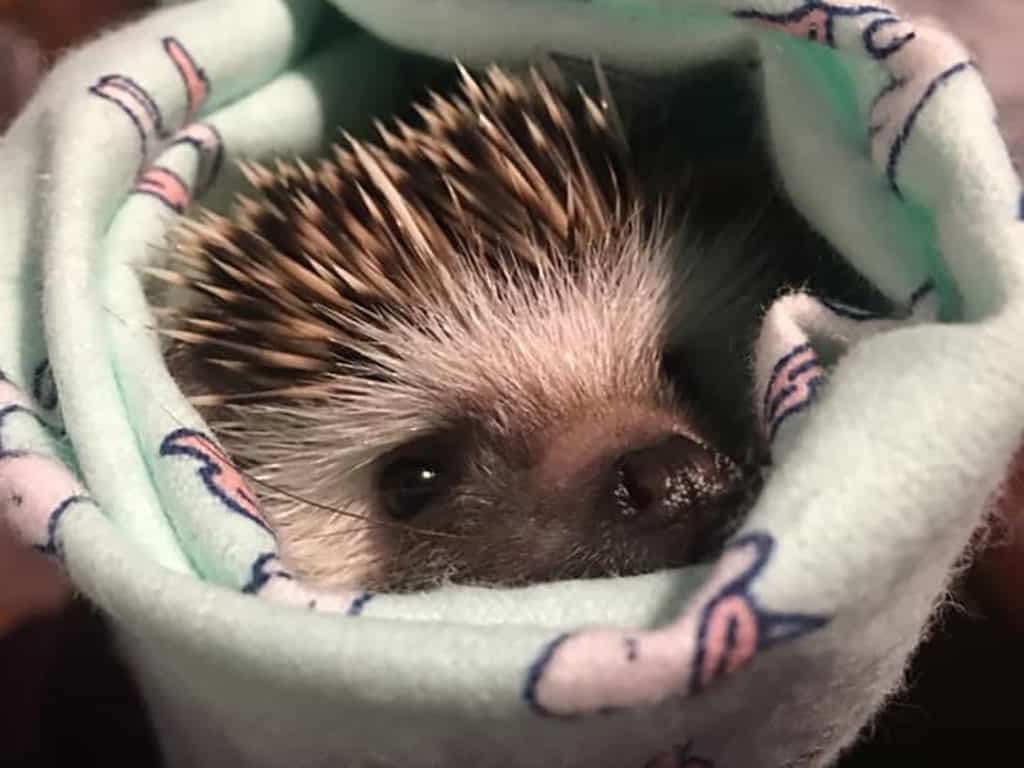 hedgehog wrapped up like a burrito in a fleece blanket