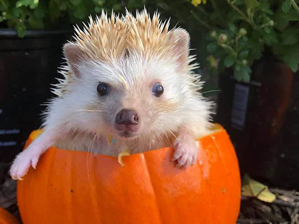 picture of an ouch mouse (hedgehog) hanging out in a fall pumpkin in jigsaw puzzle form