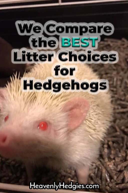 albino hedgehog sitting atop paper pellet litter