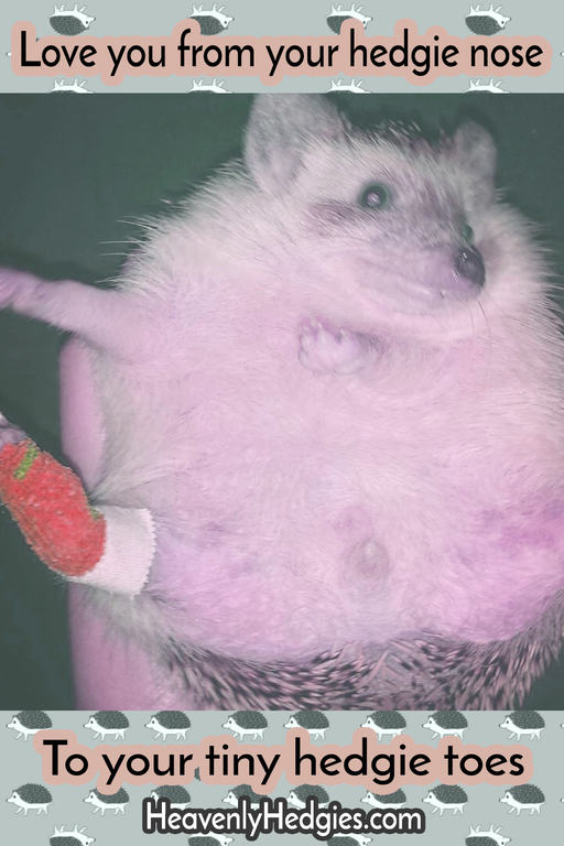 hedgehog wearing a cast