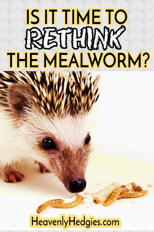 hedgehogs should not be having mealworms daily