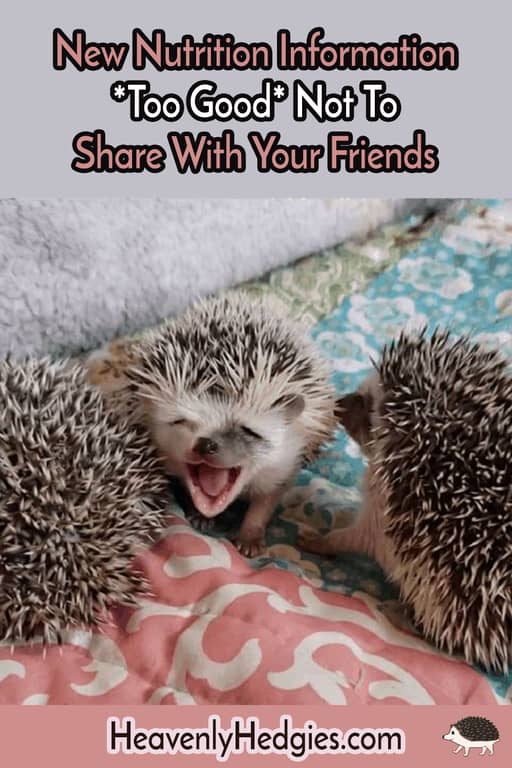 hedgehog smiling with siblings