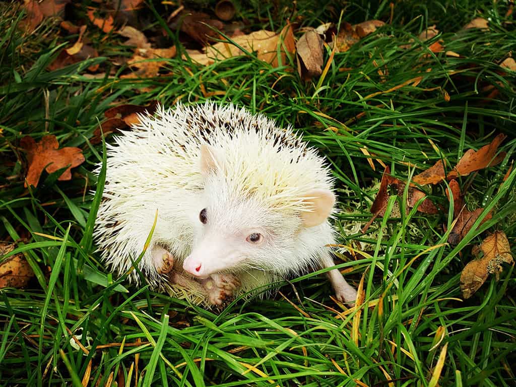 blind and deaf hedgehog sitting in the grass
