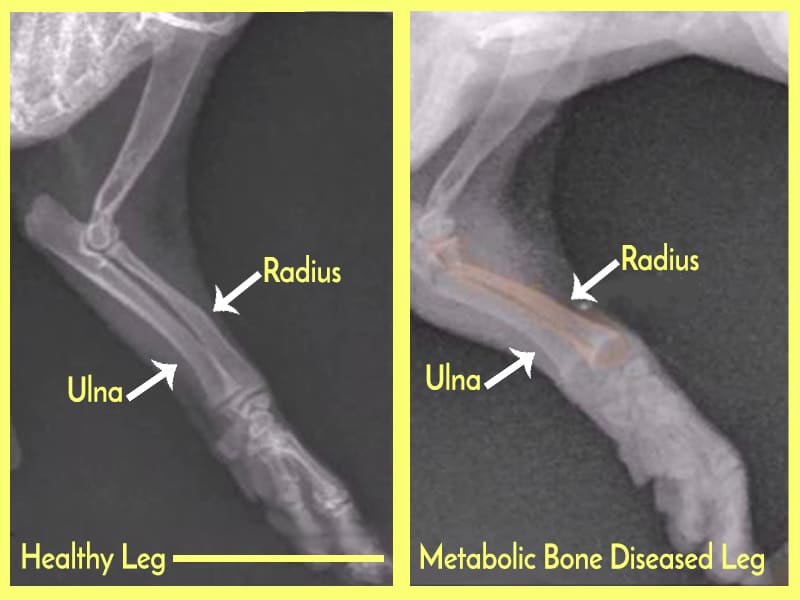 x-ray of hedgehog with mbd and without mdb