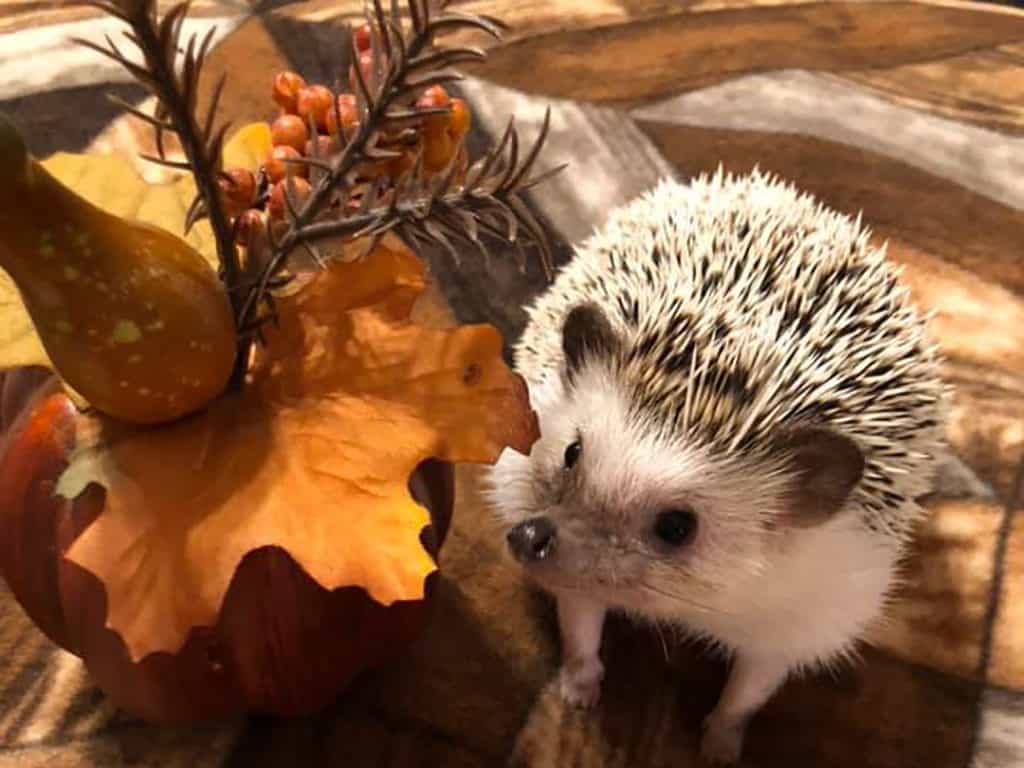 a hedgehog in autumn surroundings