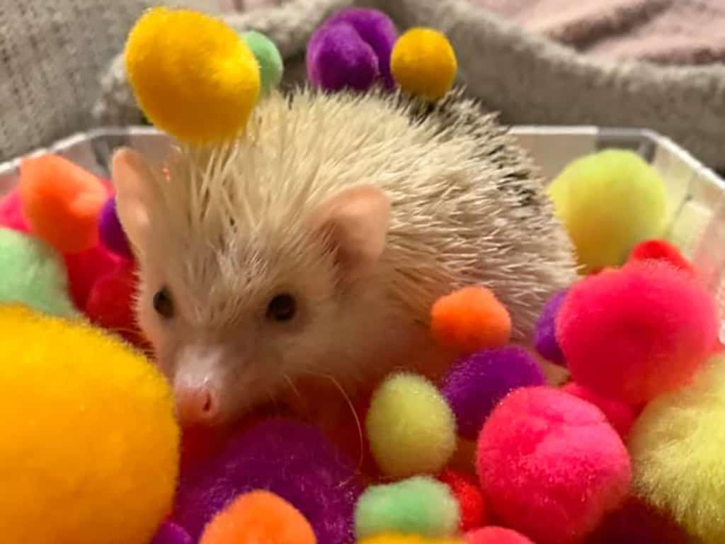 pinto colored hedgie in a dig box