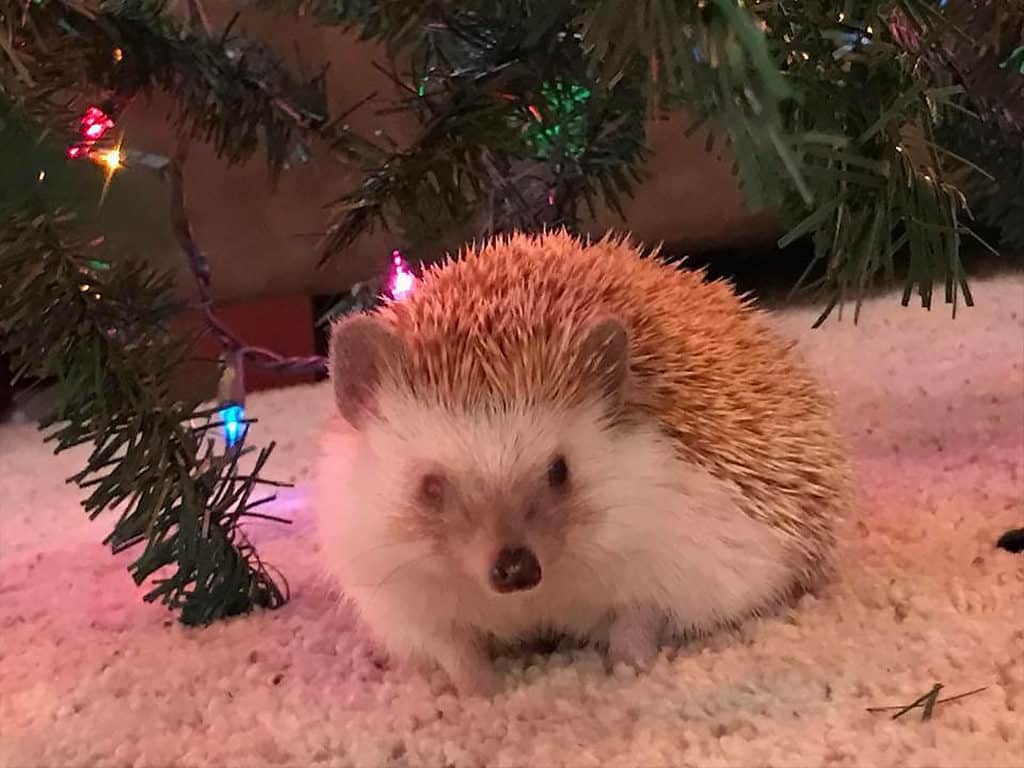 one eyed hedgehog beneath a christmas tree