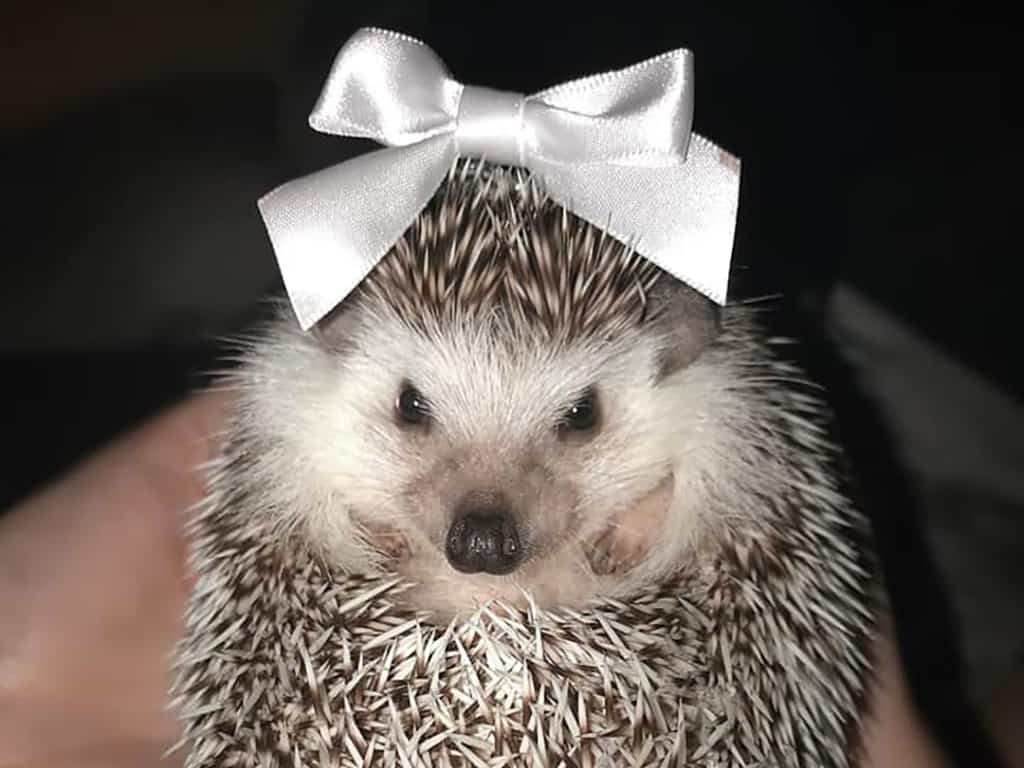 a sweet girl hedgehog with a white bow on top of her head