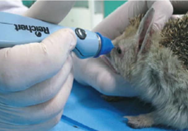 tonometry test on a long eared hedgehog to measure intraocular pressure