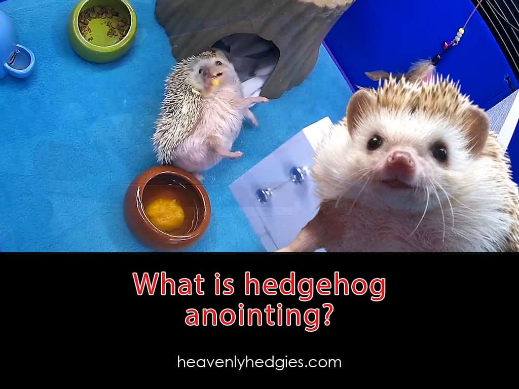 cover picture of Quilly taling about a hedgehog anointing in the background