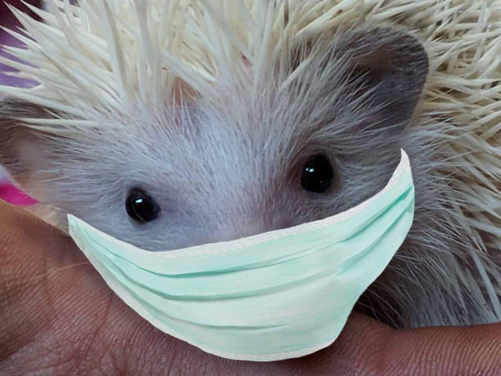 hedgehogs can carry diseases harmful to humans