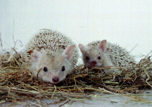 Egyptian Long Eared hedgehog as pets