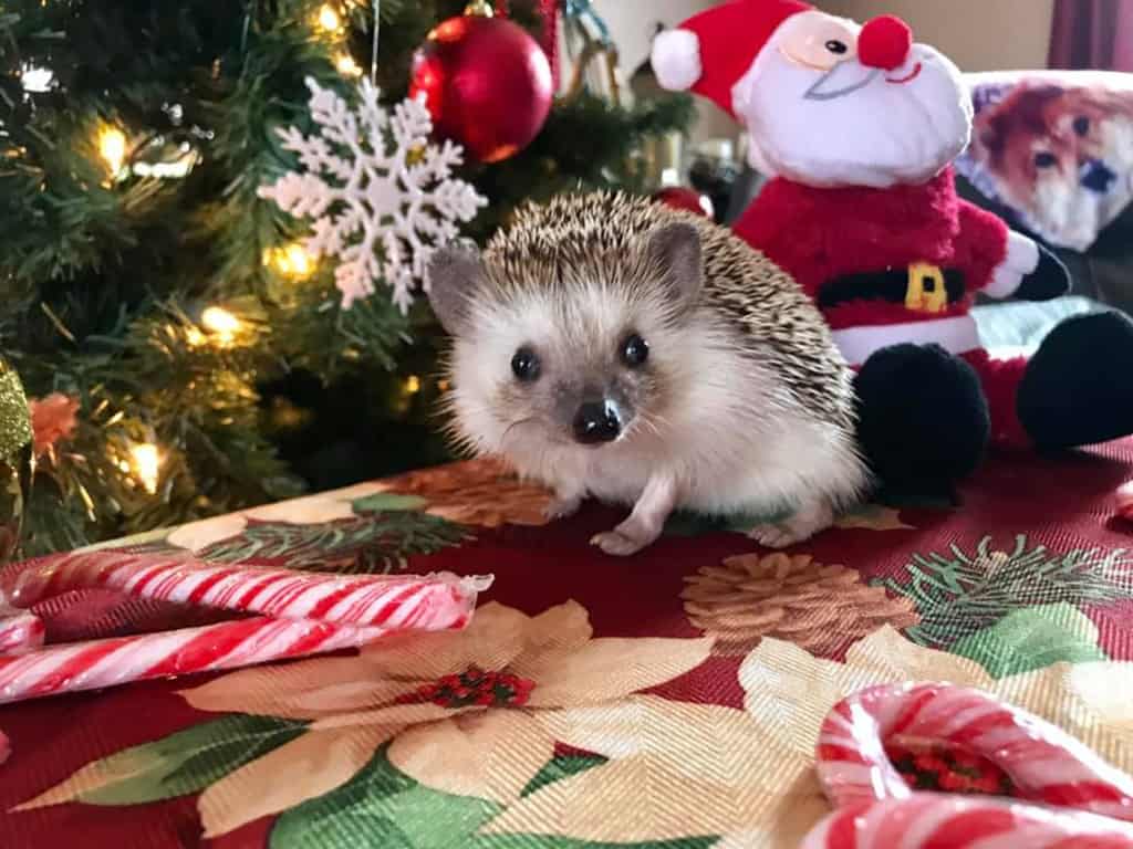 hedgehog with holiday tree in the background and surrounded by candy canes sitting by a stuffed Santa