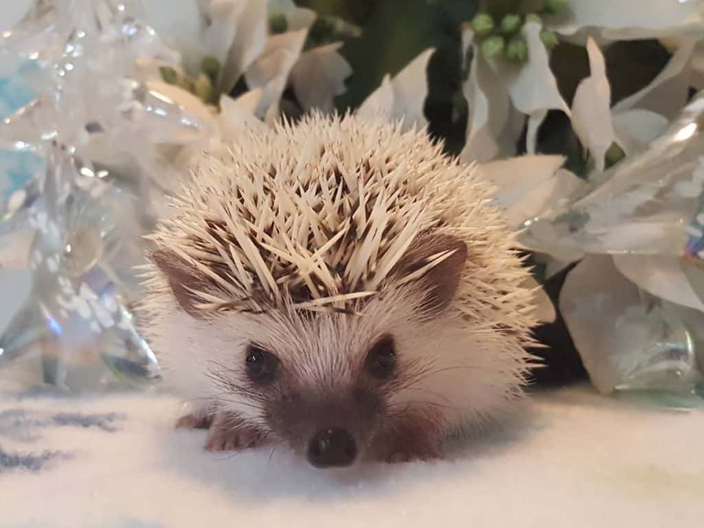 hedgehog set in a winter wonderlad background