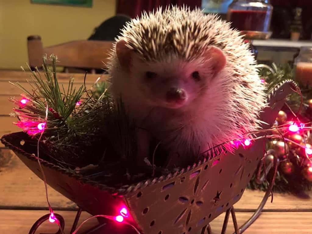 white hedgehog sitting in a tiny metal sleigh filled with pine bough and pink Christmas lights