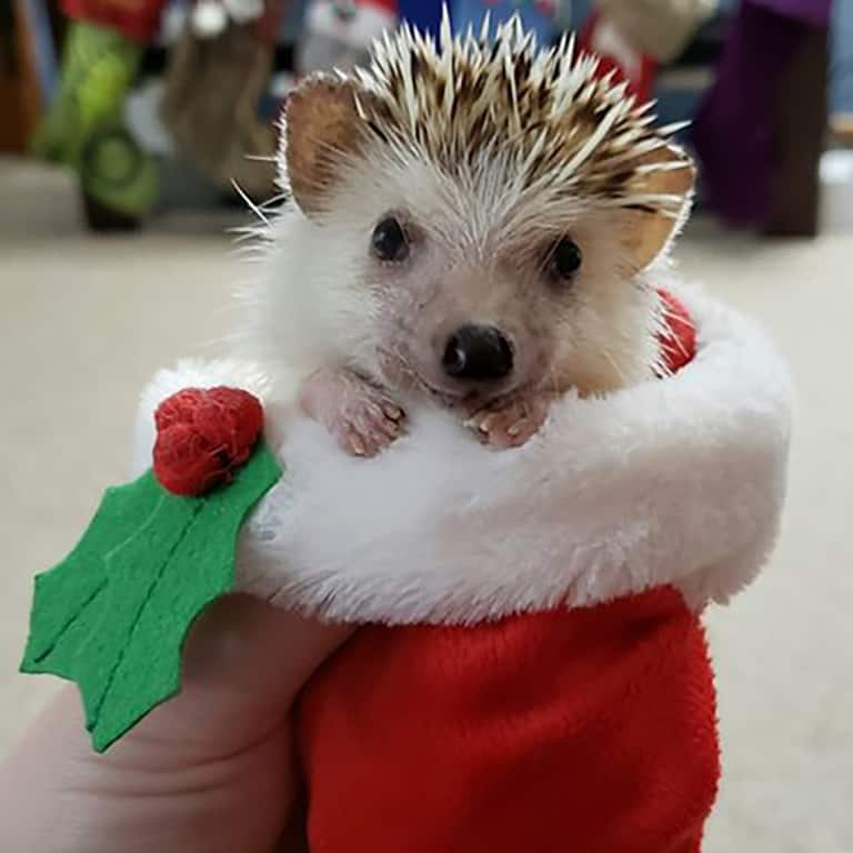 hedgehog stuffed in a stocking
