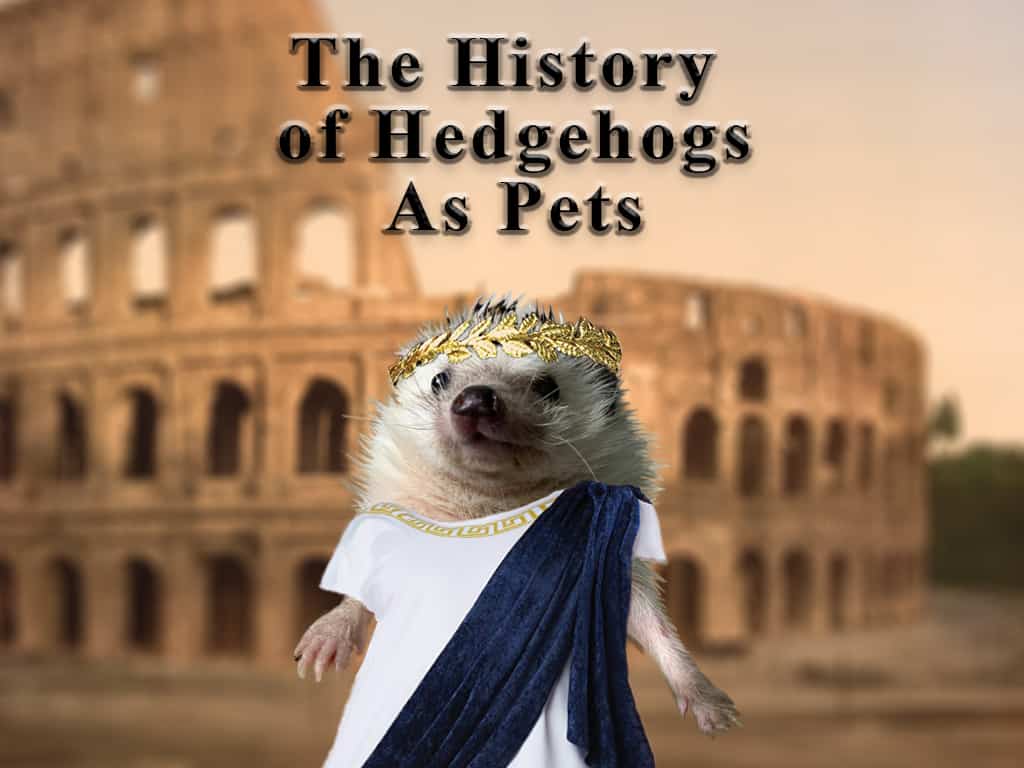historical hedgehog dressed in Roman garments