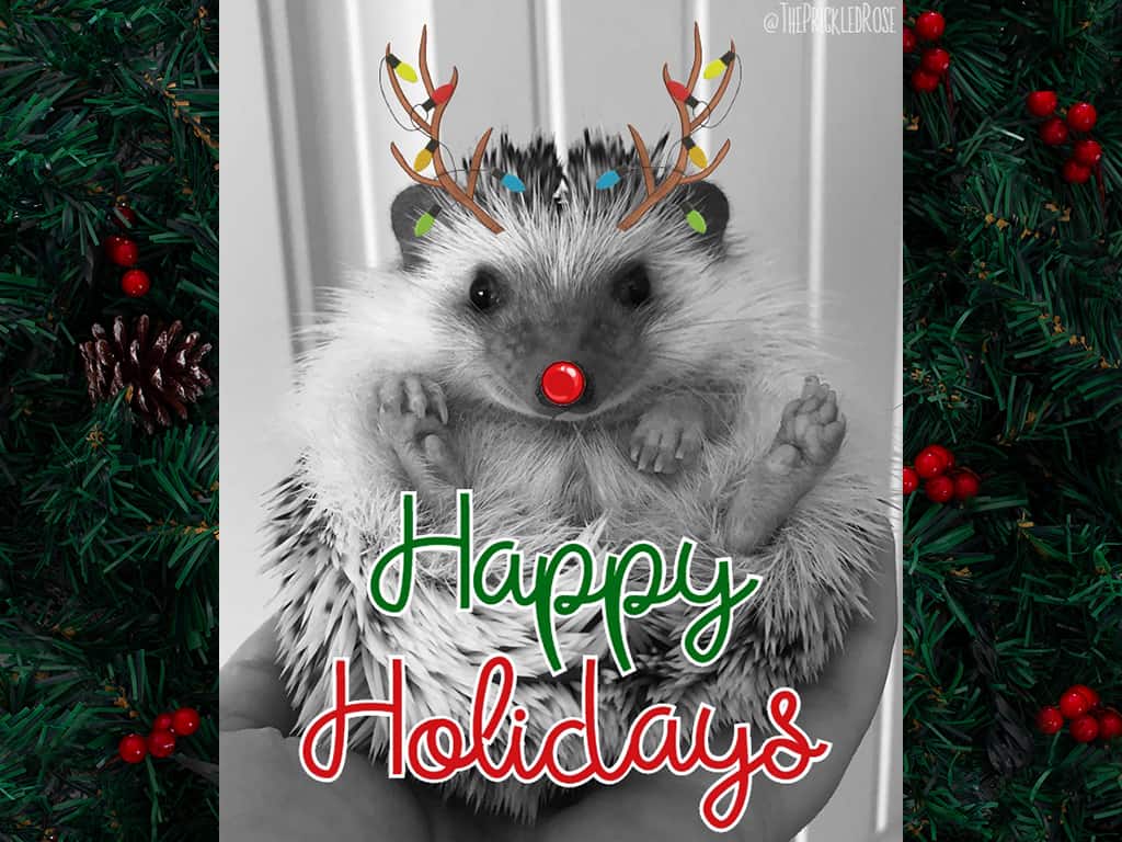 a hedgehog adorned with antlers and a red nose wishing happy holidays