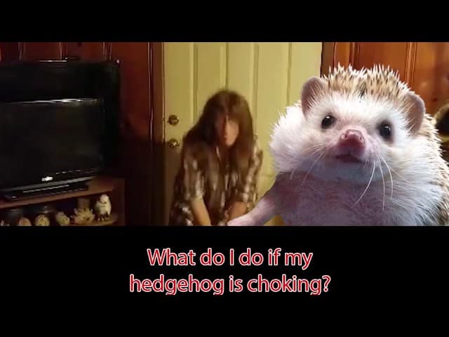 Quilly teaching what to do if your hedgehog is choking with a demonstration in the background