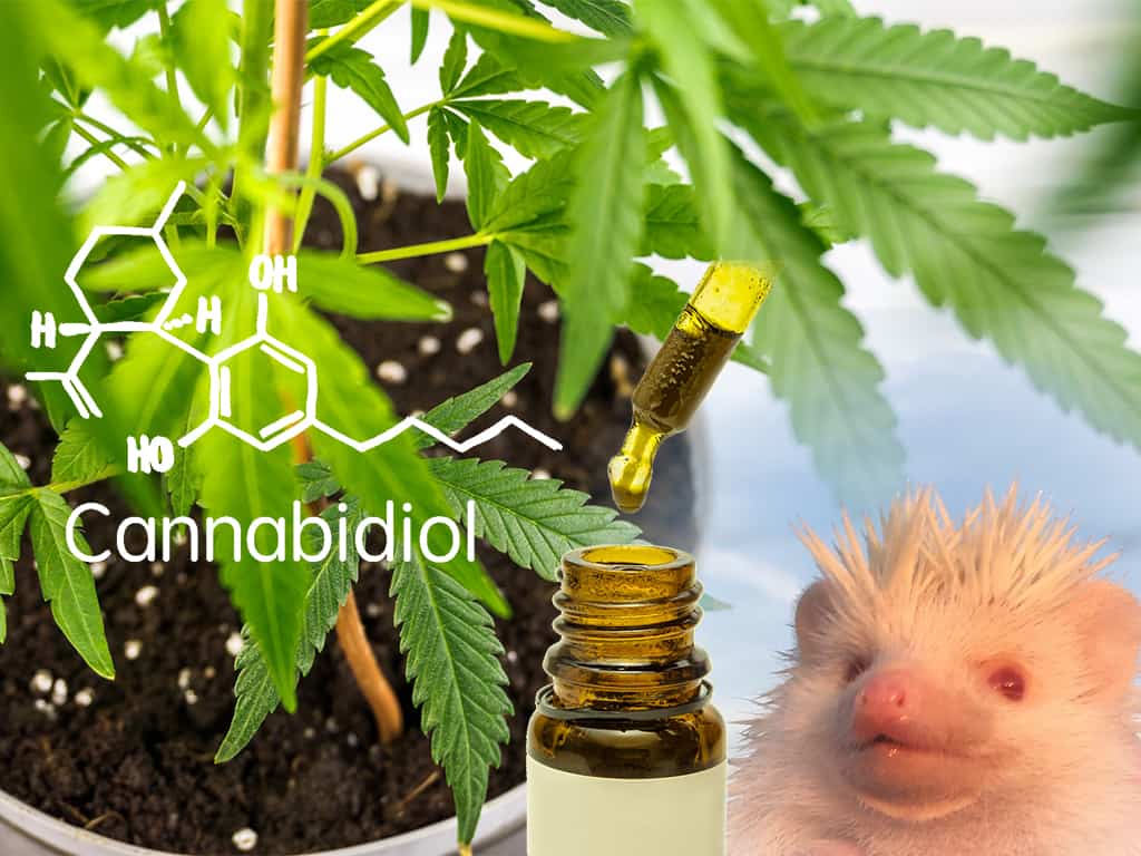 cannabis plant in background with cbd oil and hedgehog in foreground