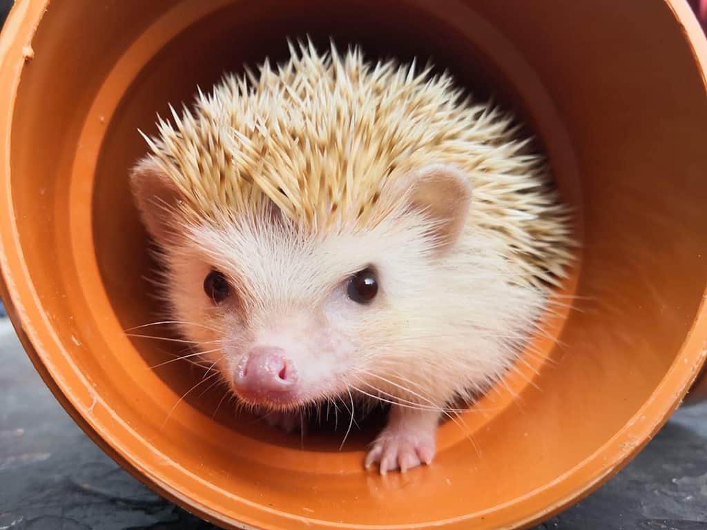 hedgehog in a pipe crouched low and looking out