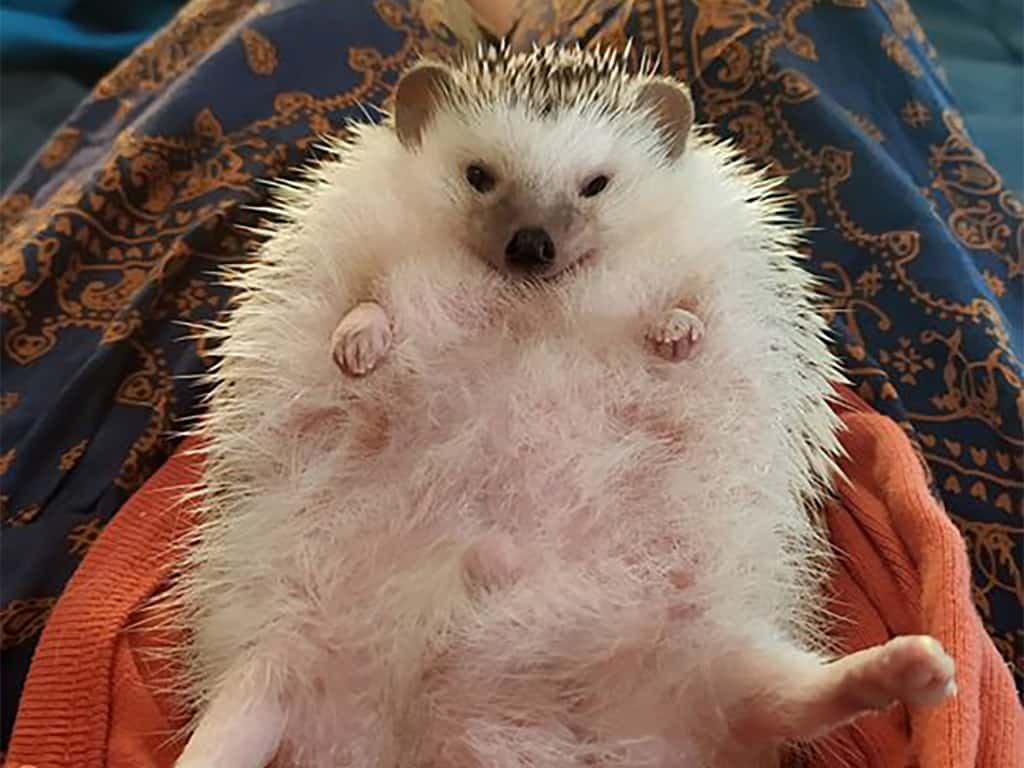 hedgehog laying on his back and showing its tummy