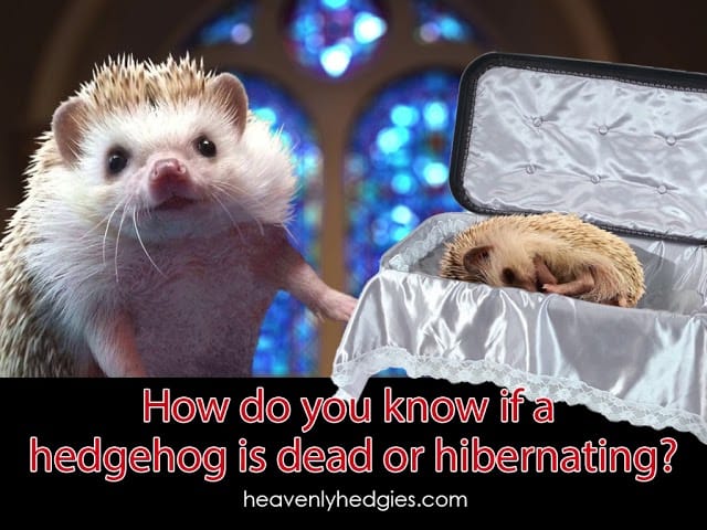feature picture for how do you know if a hedgehog is dead or hibernating