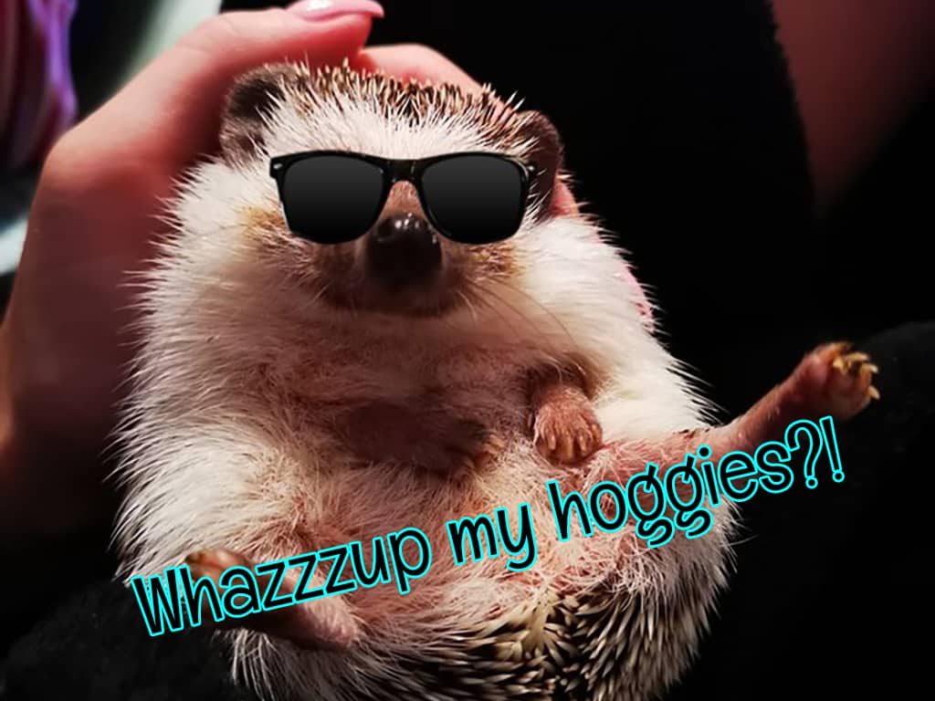 one cool hedgie with a meme that says 'Whazzzup ny hoggies'