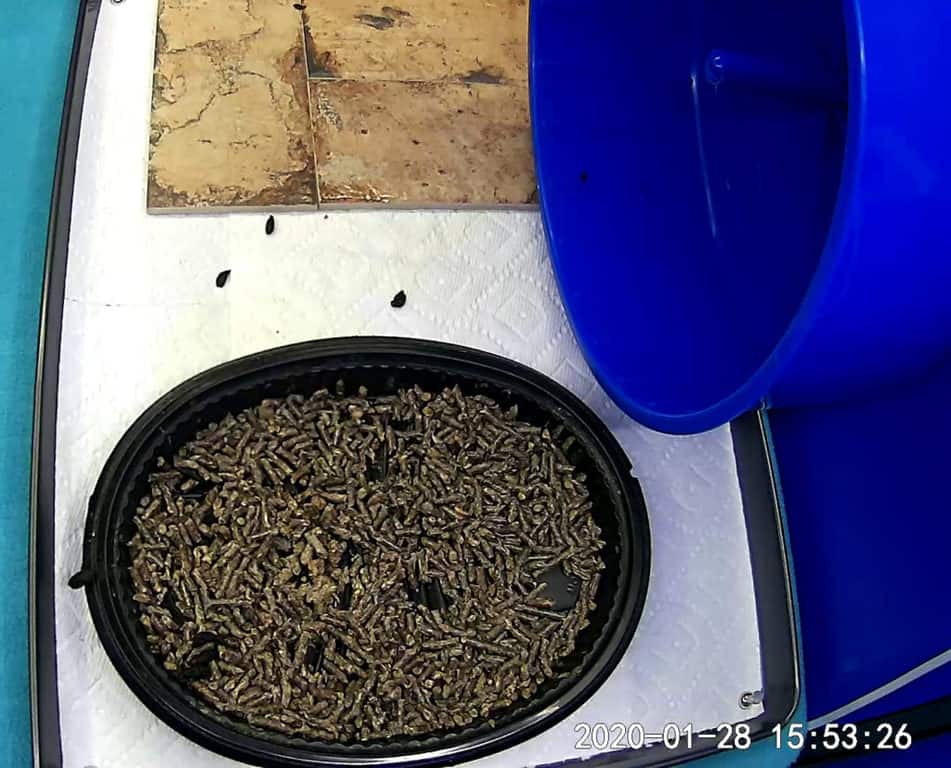 picture of a litter-trained hedgehog's litter area and the fact that poop happens
