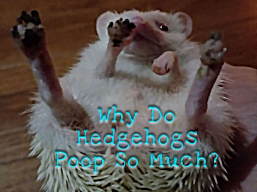 hedgehog with its poop feet up in the air overlaid with the meme Why do hedgehogs poop so much?