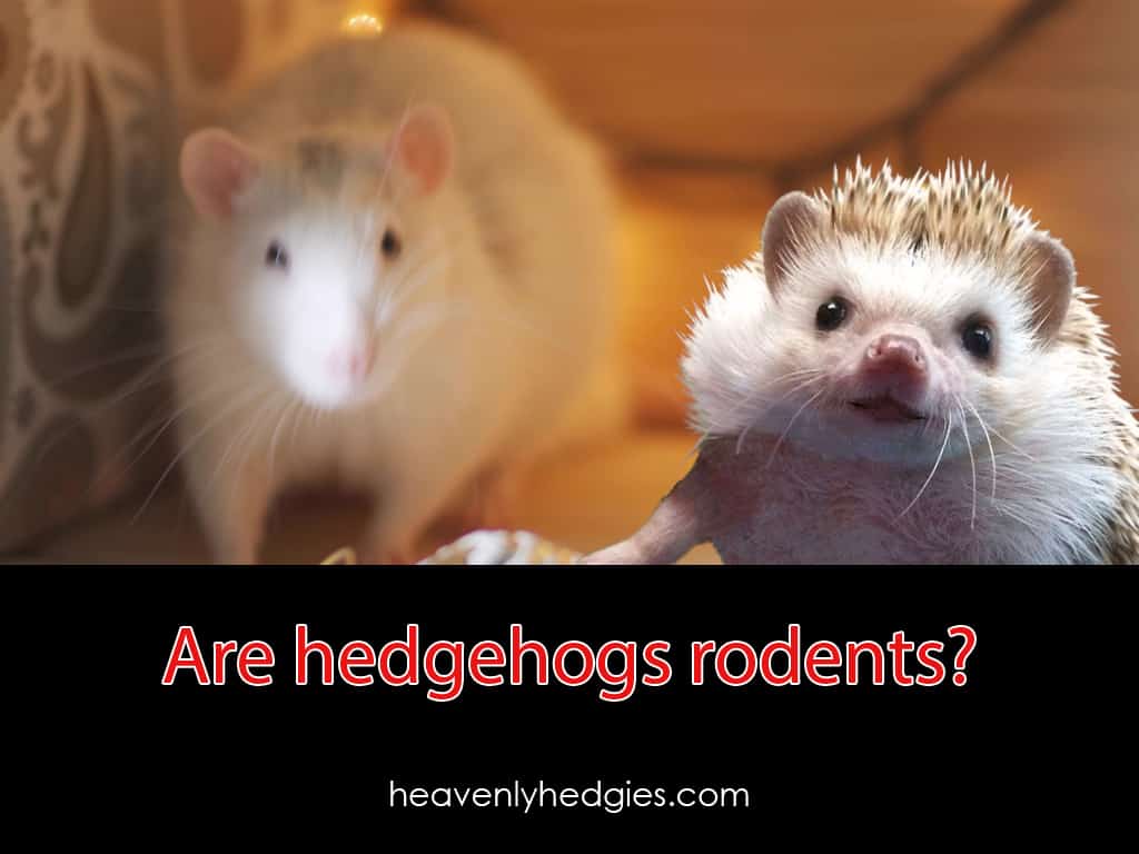 Quilly in the foreground with a banner asking are hedgehogs rodents while a white pet rat is in the background