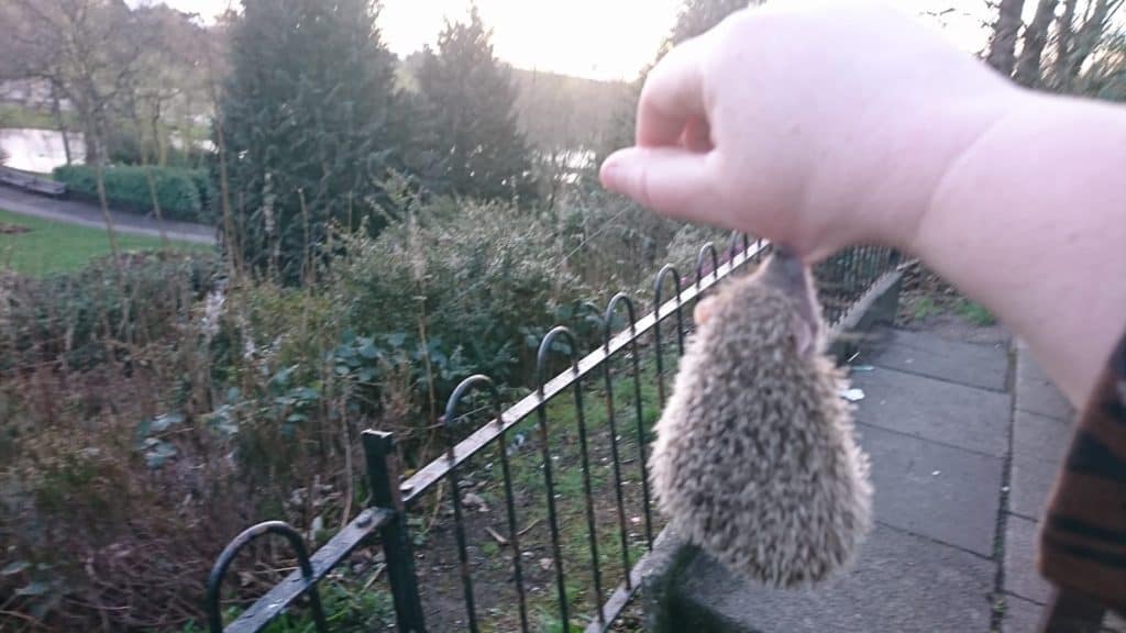 a lesser tenrec, which is similar to a hedgehog, is hanging suspended by his bite off his owner's arm